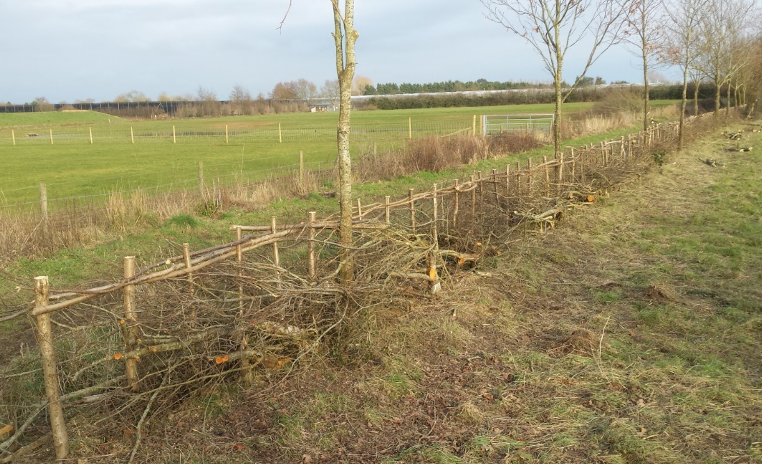 Binsted Nursery hedge laid